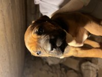 Dişi cane corso baba şecereli yavrular