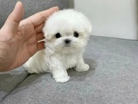 Emsalsiz Tea cup morkie bebekler