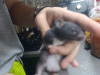 Uysal sağlıklı ele gelen hamster