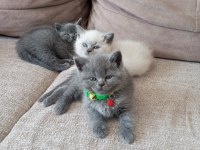 Safkan koca kafa british shorthair