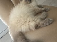 Himalayan maviş oğlumuz