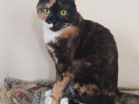 Scottish Fold Kaliko Çok komik Ve Çok İnsancıl