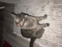 Russian blue dişi