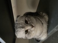 Yavru scottish fold