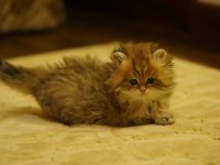 Golden British Longhair Yavrular