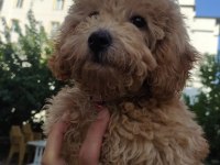 4.5 AYLIK POODLE aşıları tam