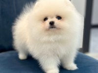 SAĞLIK VE IRK GARANTİLİ TEDDY BEAR BOO