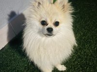 Pomeranian boo 1 yaşında erkek