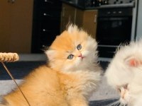 Full şecereli erkek british longhair yavruya yuva arıyorum