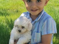 SAFKAN MALTESE TERRIER (MALTA KÖPEĞİ)