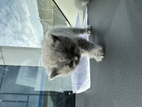Yavrular 45 günlük kırık kulak scottish fold