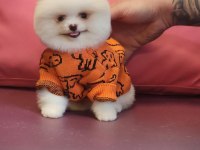 Birbirinden güzel pomeranian bebeklerimiz