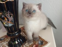 2 Erkek British Shorthair
