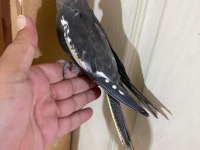 EVİNİZE MASKOT 50 GÜNLÜK GREY SULTAN BEBEK