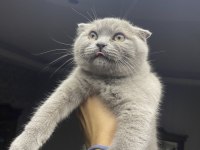 Scottish Fold Erkek 9 aylık ilk aşısı tam