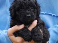 YAVRU TOY POODLE BEBEKLER