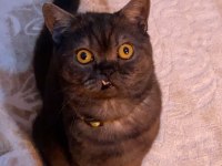 1 yaşında british shorthair