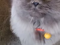 British Longhair 3 Yaşında