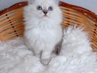 Safkan muhteşem british longhair yavrularım