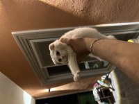 Acil çok uyguna british shorthair