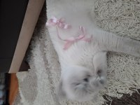 Blue point british kedim sahiplendirilecektir