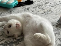 British Shorthair Ücretsiz