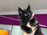 Dev bebekler 2 aylık maine coon yavrular