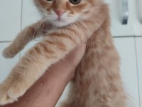 Aşıları ve Eğitimleri Tam aşırı uyguna scottish fold