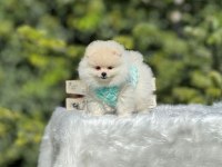 Birbirinden güzel Pomeranian bebeklerimiz