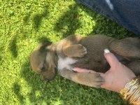 40 Günlük Yavru Köpekler 2 Dişi 1 Erkek