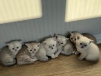 Ailenizin yeni üyeleri kediler değerli sahiplerini bekliyor
