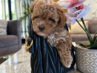 Maltipoo Bebeklerimiz Gelmiştir