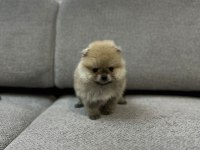 Pomeranian boo teddy bear yavrucuklar