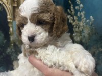 Original özel ırk Cavapoo yavruları