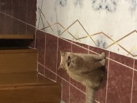 İran exotic shorthair