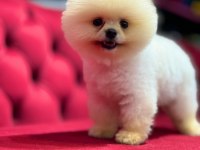 ŞECERELİ YÜKSEK KALİTE POMERANİAN BOO YAVRULARIMIZ