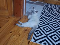 Blue point british shorthair