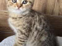 Yavrular British Longhair Silver Point Ve Gold