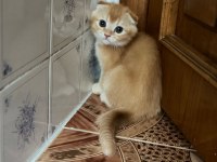 Golden Scottish Fold Bebek