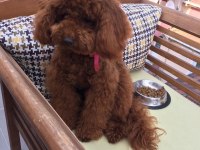 Orjinal toy ve minyatür toy poodle köpeği