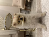 Pomeranian gofret oğlum
