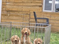 Avrupa Kan Hattı Dev Poodle Yavruları