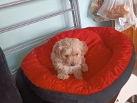 Maltipoo Kalite Yavrular Irk Sağlık Garantili