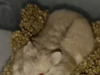 Satılık evcil hamster