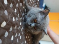 SAFKAN TOMBİŞ SCOTTİSH OĞLUMUZ