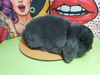 Gerçek Hollanda Lop Tavşanı