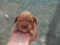 nadir bulunan cavapoo yavrular