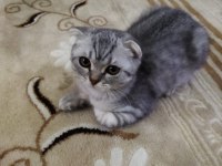 Silver scottish fold