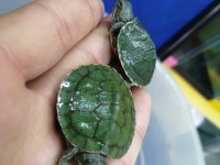 Su Kaplumbağası Bebek Kırmızı Yanak