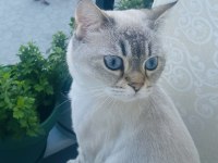 Ücretsiz sagiplendirme yapılacaktır